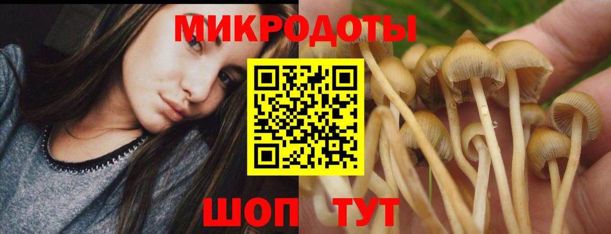 Долгопрудный  Псилоцибиновые грибы Psilocybe  Вход с VPN 